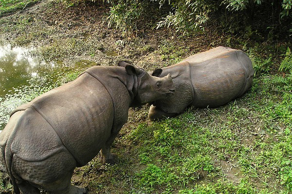 Nepal Tour Package With Chitwan From Mumbai